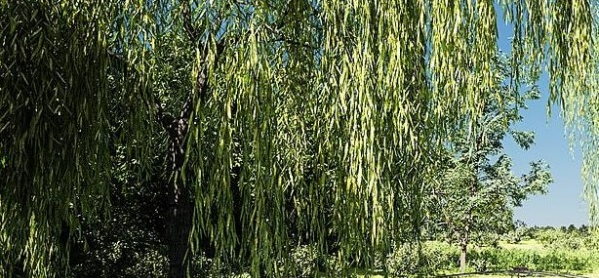 Botaniq Tree And Grass Library v6.6.4